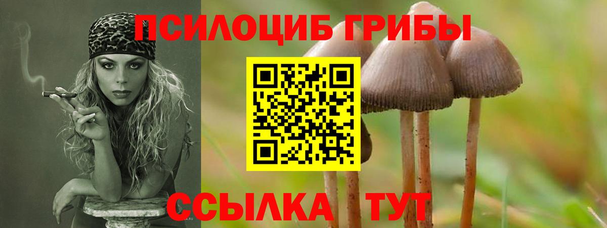 Псилоцибиновые грибы Psilocybine cubensis Заводоуковск